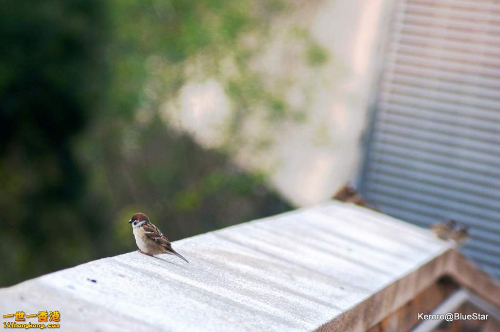 DSC01505C.JPG