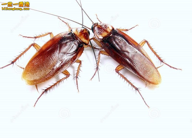 蟑螂交谈-22239386 850 800.jpg