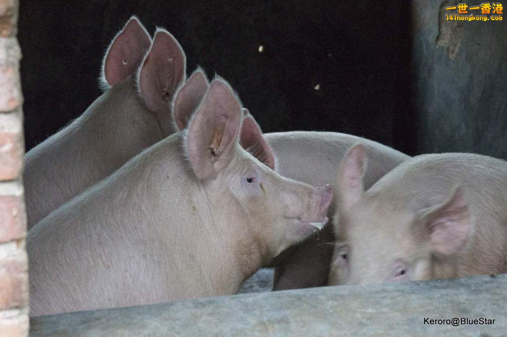 DSC08545.JPG
