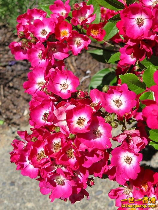 IMG_0193.JPG