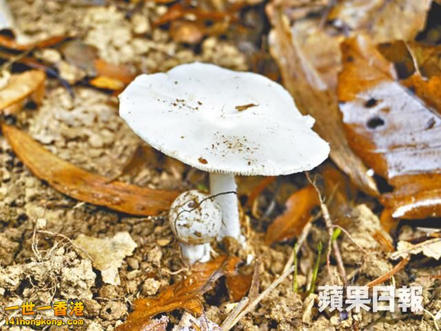 白鵝膏.jpg