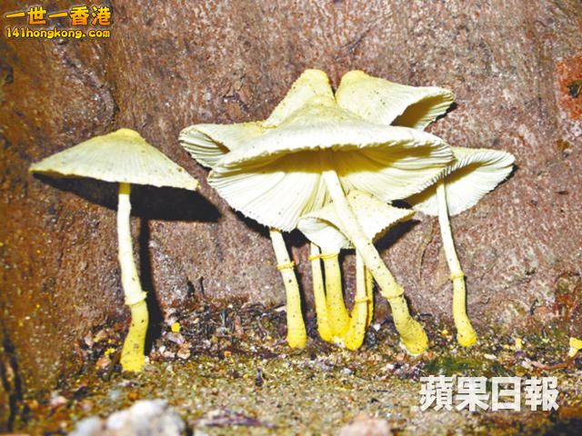 純黃白鬼傘.jpg
