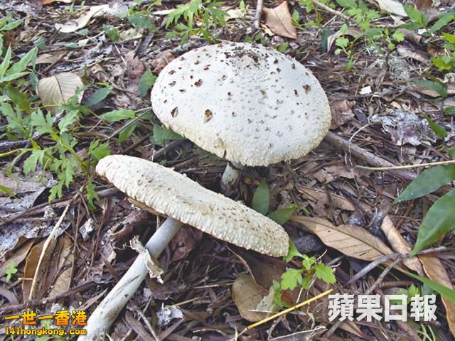 綠褶菇.jpg