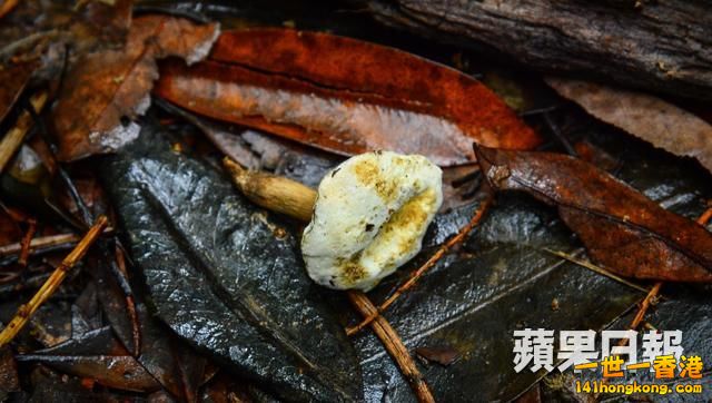 牛肝菌.jpg