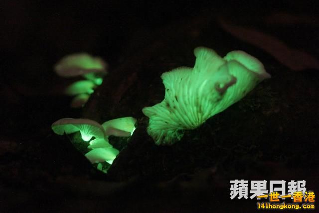 夜間光茸菌.jpg