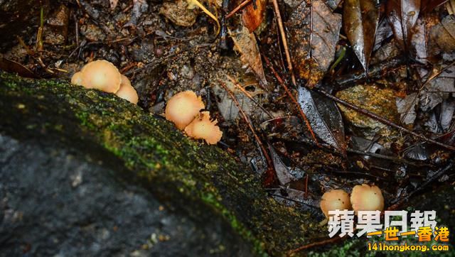 花摺菇.jpg
