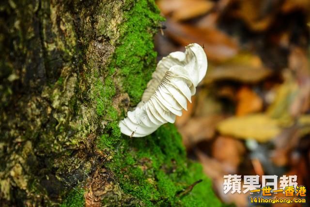 厚褶奧德蘑.jpg