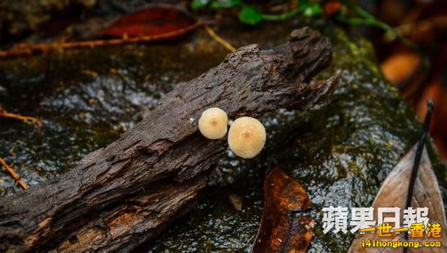 鬼傘纏.jpg