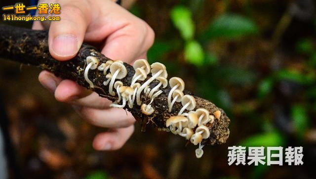晶粒鬼傘屬.jpg