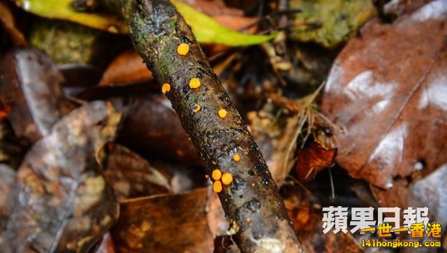 硬雙頭孢菌.jpg