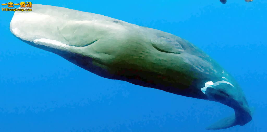 sperm_whale_5.jpg