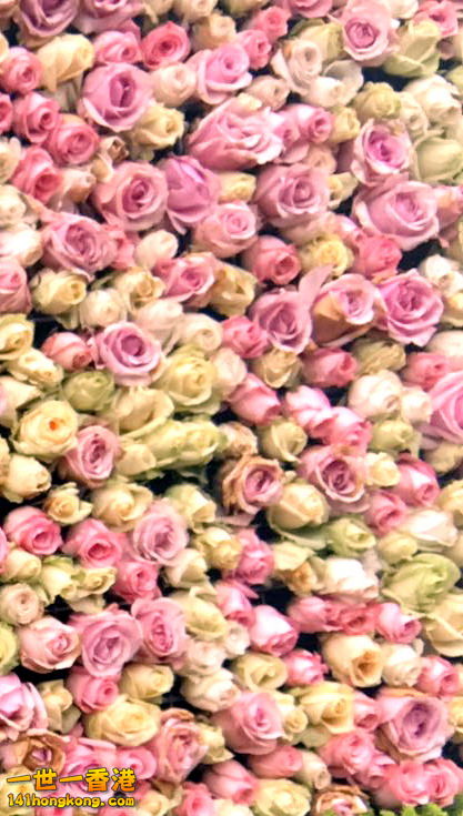 今年以玫瑰做主題a.jpg