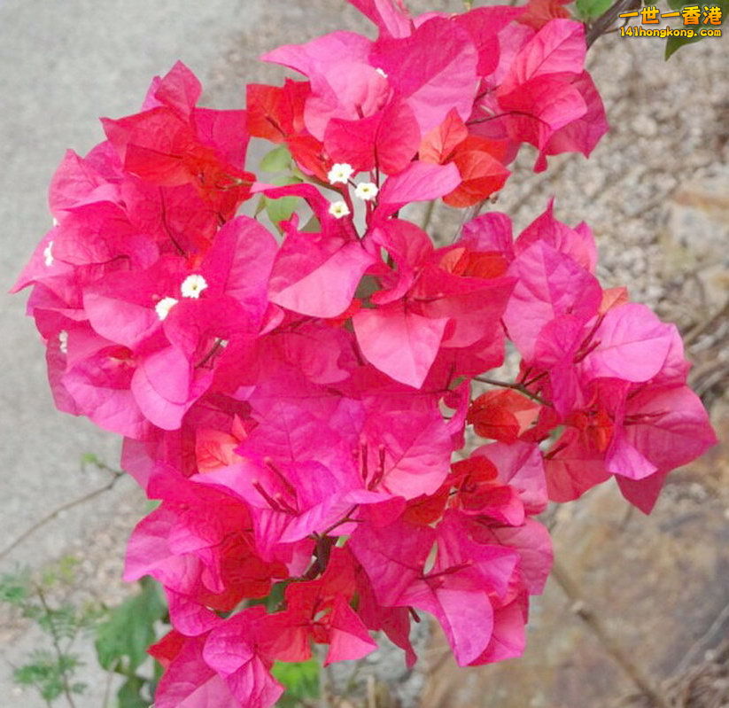 2城市中的花朵(灣仔）4.jpg