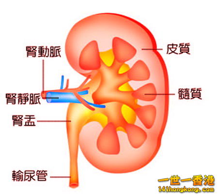 ch_body_c15.jpg