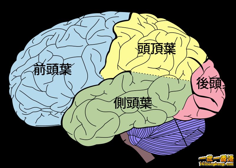 800px-Brain_diagram_ja.svg.png
