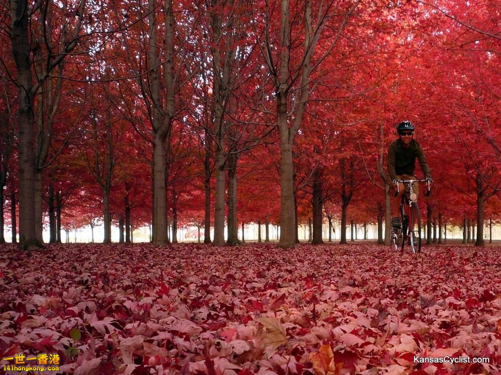 Fall-2011-Fiery-Colors b.jpg