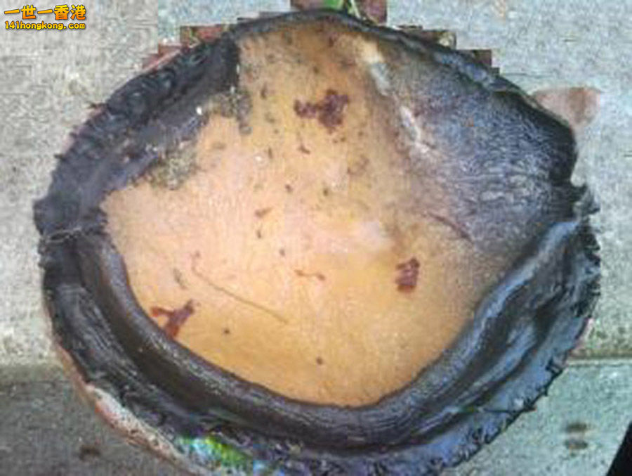 abalone.jpg