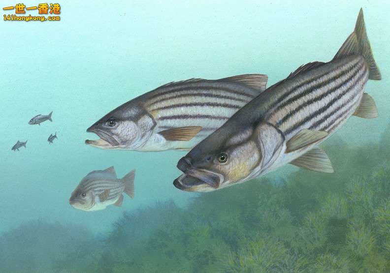 3、深海鱸魚，每100公克79大卡，營養評分89.jpg