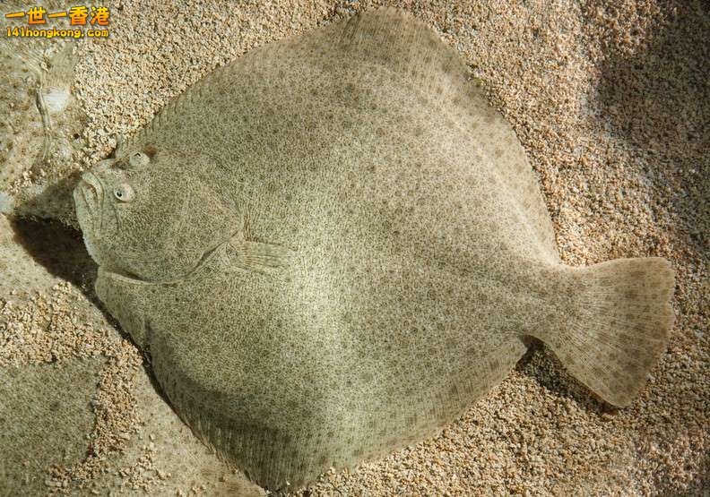 4、比目魚，每100公克70大卡，營養評分88.jpg