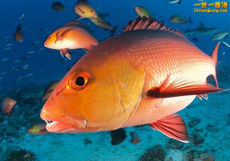 10、鯛魚，每100克100大卡，營養評分69.jpg