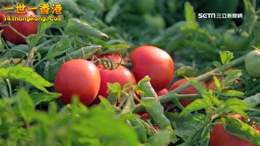 ▲番茄含有茄紅素、類胡蘿蔔素。.jpg