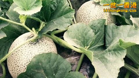 jpmelon2018061403_1024.jpg