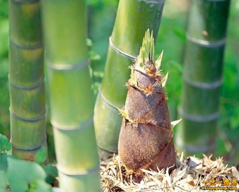 bamboo-shoot.jpg