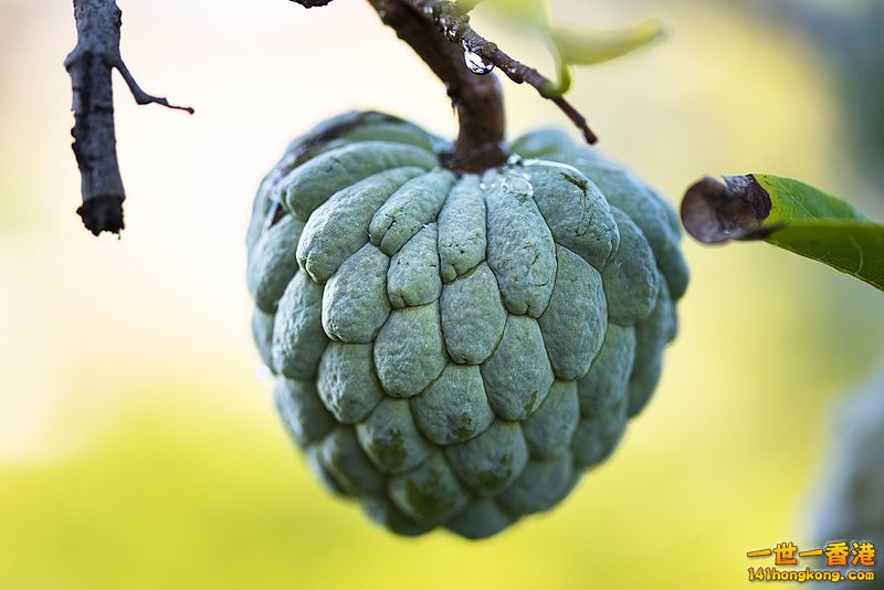 800px-Annona_squamosa_fruit.jpg