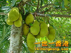 240px-Jackfruit_Bangladesh_%283%29.jpg