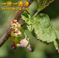 250px-Ribes_nigrum_mustaherukka_kukka.jpg