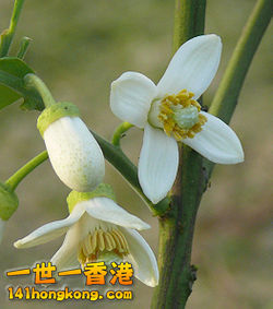 250px-Pomelo_flower.jpg