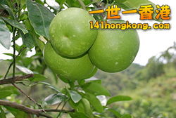 20180901164204-250px-Pomelo_92.jpg