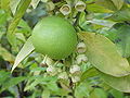 120px-Citrus_maxima0.jpg