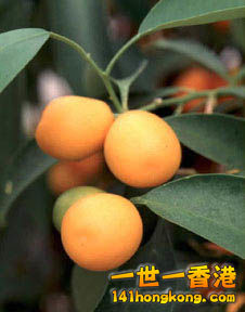 Kumquat.jpg