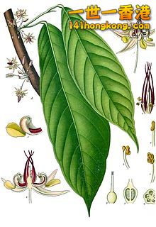 220px-Theobroma_cacao_-_K%C3%B6hler%E2%80%93s_Medizinal-Pflanzen-136.jpg