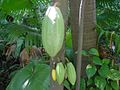 120px-Theobroma_cacao-frutos.jpg