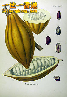 220px-Theobroma_cacao_-_K%C3%B6hler%E2%80%93s_Medizinal-Pflanzen-137.jpg