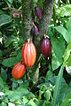 80px-Cocoa_Pods.jpg