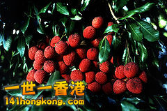 240px-Lychee.jpg