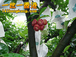 250px-Lainwu_%28Wax_apple%29_on_the_tree_P00038.jpg