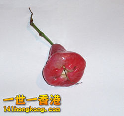 250px-Waxapple.jpg