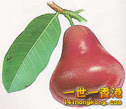250px-Lainwu_%28Wax_apple%29_red_P00056.jpg