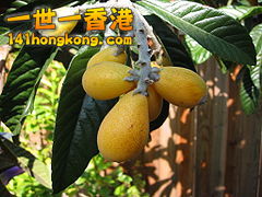 240px-Eriobotrya_japonica2.jpg