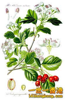 220px-Illustration_Crataegus_laevigata1.jpg