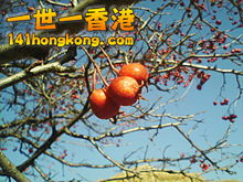 220px-Crataegus_pinnatifida_fruit_%28detail%29%2C_Yongin.jpg