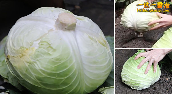 cabbage333-600x329.jpg