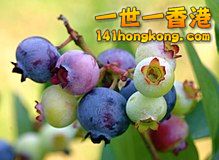 220px-PattsBlueberries.jpg