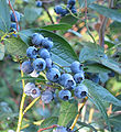 110px-Vaccinium_corymbosum%2801%29.jpg