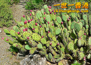 300px-Opuntia_littoralis_var_vaseyi_4.jpg