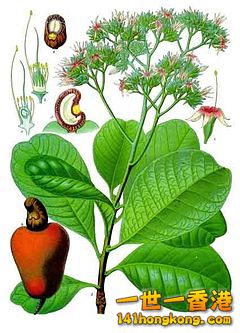 240px-Anacardium_occidentale_-_K%C3%B6hler%E2%80%93s_Medizinal-Pflanzen-010.jpg